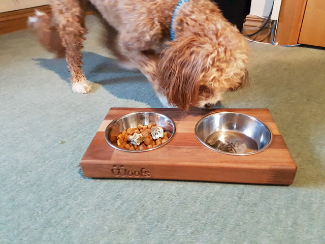 Cavapoo Chewie eating from the Woofs bowl