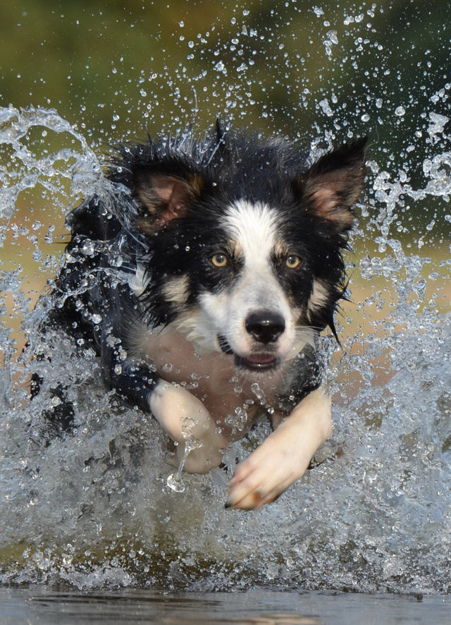 Water rush for WOOFS